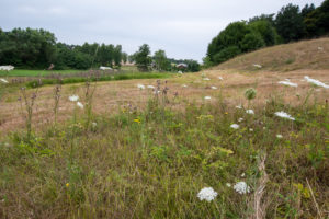 Altgrasstreifen schützt Insekten